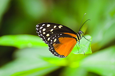 Close-up of a Tiger Longwing (Heliconius Hecale) butterfly on a leaf