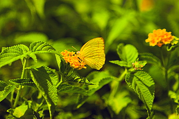 Close-up of a Cloudless Sulphur (Phoebis Sennae) butterfly pollinating a flower