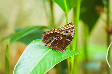 Close-up of a Blue Morpho (Morpho Menelaus) butterfly on a leaf