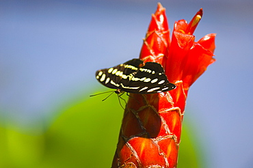 Close-up of a Mexican Catone (Catonephele Mexicana) butterfly pollinating a flower