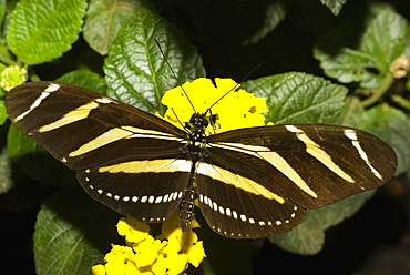 Close-up of a Zebra Longwing butterfly (Heliconius charitonius) pollinating a flower