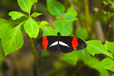 Close-up of a Postman butterfly (Heliconius melpomene) on a plant