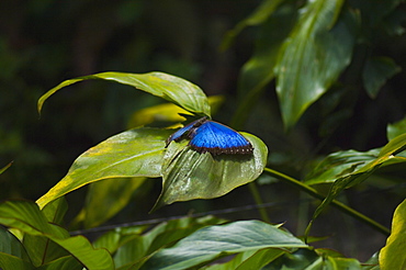 Close-up of a Blue Morpho (Morpho Menelaus) butterfly on a leaf