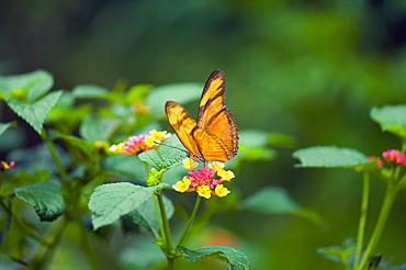 Close-up of a Julia butterfly (Dryas julia) pollinating a flower