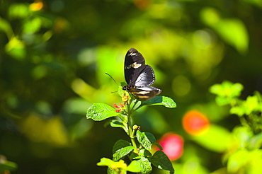 Close-up of a Doris butterfly (Heliconius Doris) pollinating flowers