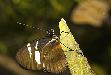 Close-up of a butterfly perching on a tree stump