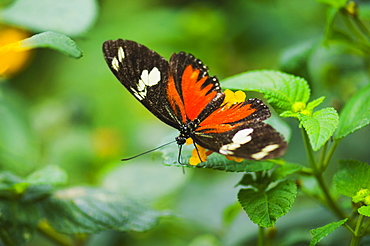 Close-up of a Doris butterfly (Heliconius Doris) on a plant