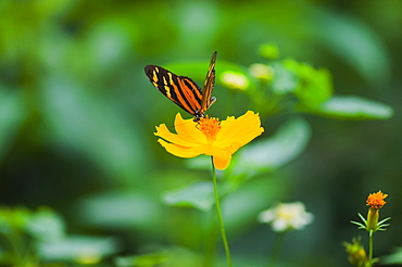 Close-up of an Isabella butterfly (Eueides Isabella) pollinating a flower