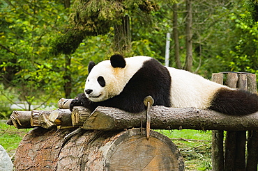 Close-up of a panda (Alluropoda melanoleuca) resting on a wooden platform