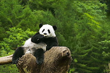 Close-up of a panda (Alluropoda melanoleuca) resting on a tree stump