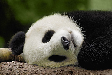 Close-up of a panda (Alluropoda melanoleuca) sleeping