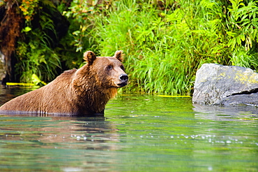 Grizzly bear (Ursus arctos horribilis) wading in water