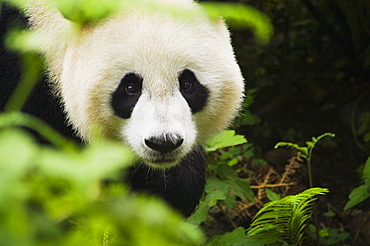 Close-up of a panda (Alluropoda melanoleuca)