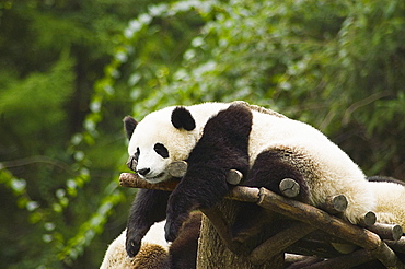 Panda (Alluropoda melanoleuca) resting on a wooden structure