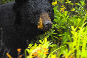 Close-up of a Black bear (Ursus americanus)