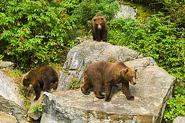 High angle view of three Grizzly bears (Ursus arctos horribilis) in a forest