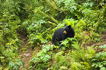 High angle view of a Black bear (Ursus americanus) in a forest