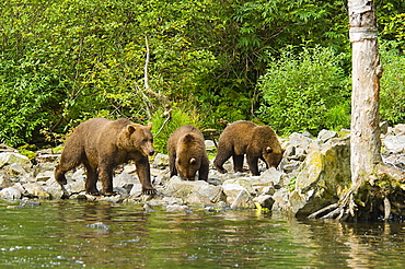 Grizzly bear (Ursus arctos horribilis) with two young cubs walking in a forest