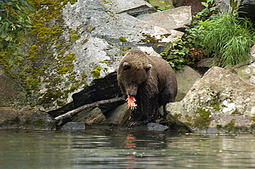 Grizzly bear (Ursus arctos horribilis) eating a salmon