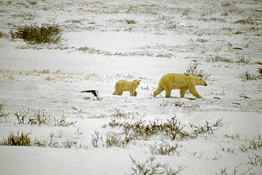 Side profile of a Polar bear (Ursus Maritimus) walking with its cub