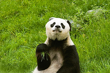 Close-up of a panda (Alluropoda melanoleuca)