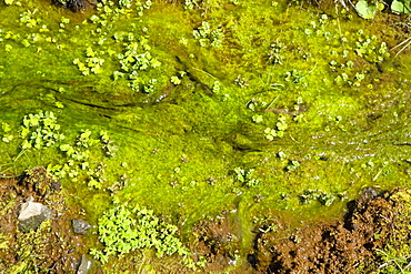 Close-up of moss, Liliuokalani Park And Gardens, Hilo, Hawaii Islands, USA