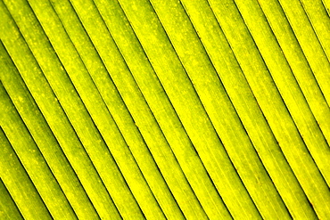 Close-up of a green leaf in a botanical garden, Hawaii Tropical Botanical Garden, Hilo, Big Island, Hawaii Islands, USA