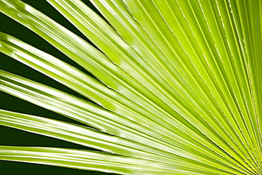 Close-up of a green leaf in a botanical garden, Hawaii Tropical Botanical Garden, Hilo, Big Island, Hawaii Islands, USA