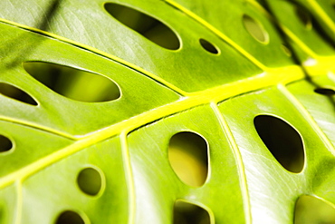 Close-up of holes in a leaf a philodendron (Philodendron selloum), Hawaii Tropical Botanical Garden, Hilo, Big Island, Hawaii Islands, USA