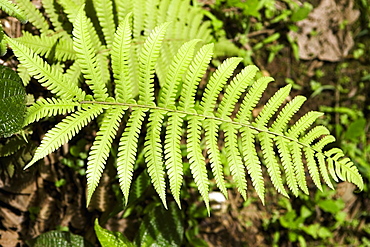 Close-up of fern leaves