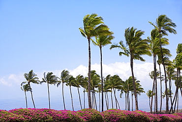 Palm trees swaying in the wind, Kona Coast, Big Island, Hawaii Islands, USA