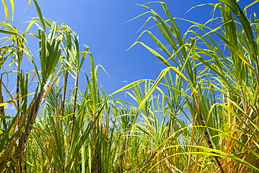 Sugarcane plants in a field, Akaka Falls State Park, Hilo, Big Island, Hawaii Islands, USA