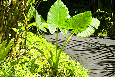 Trees in a botanical garden, Hawaii Tropical Botanical Garden, Hilo, Big Island, Hawaii Islands, USA