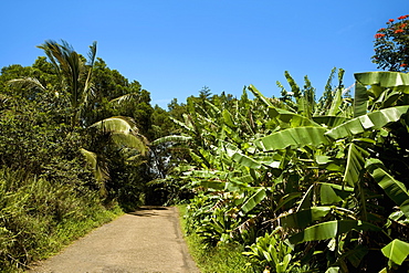 Trees on both sides of a road, Maui, Hawaii Islands, USA