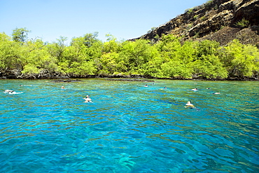 Group of people swimming in a river, Captain Cook's Monument, Kealakekua Bay, Kona Coast, Big Island, Hawaii Islands, USA