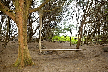 Swing in a forest, Pololu Valley, Kohala, Big Island, Hawaii Islands, USA