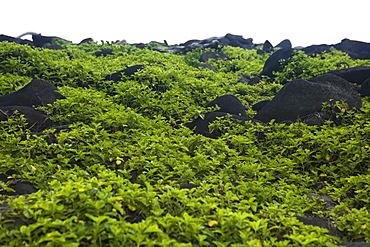 Rocks at a hillside, Pololu Valley, Big Island, Hawaii Islands, USA