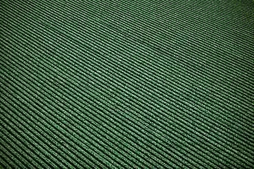 Industrial agriculture- large broccoli field, California 