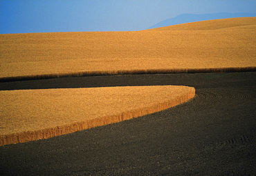 Contour plowed fields of golden wheat, Washington state