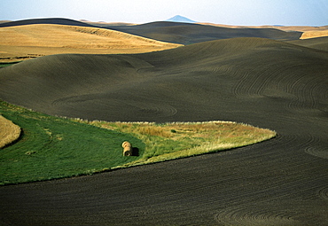 Contour plowed fields, Washington state