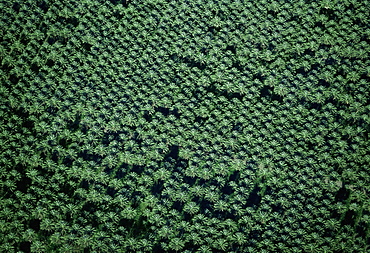 Date palm farm, Imperial Valley, California