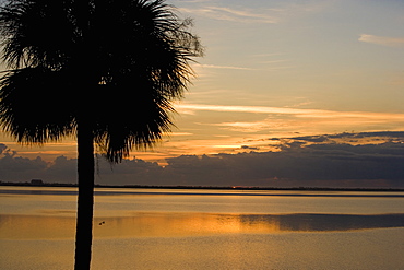 Silhouette of a palm tree, St. Augustine Beach, Florida, USA