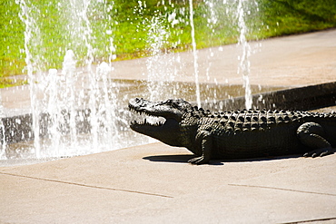 Crocodile near a fountain, Orlando, Florida, USA