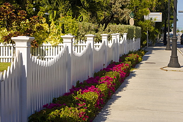 Fence along a sidewalk, Truman Avenue, Key West, Florida, USA