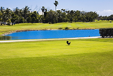 Lake in a golf course, Key West, Florida, USA