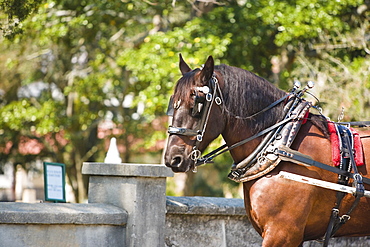 Horse in front of a wall, St. Augustine, Florida, USA