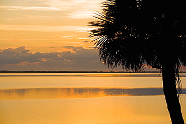 Silhouette of a palm tree at dusk, St. Augustine Beach, Florida, USA