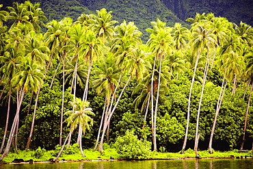 Palm tree at the waterfront, Raiatea Island, Society Islands, French Polynesia