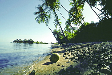 Close-up of a coconut on the beach, Papeete, Tahiti, Society Islands, French Polynesia