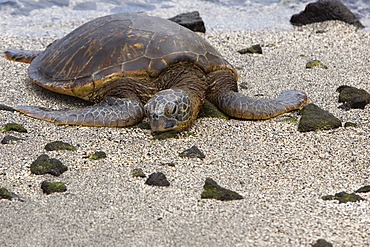 Close-up of a tortoise on the beach, Puuhonua O Honaunau National Historical Park, Kona Coast, Big Island, Hawaii Islands, USA